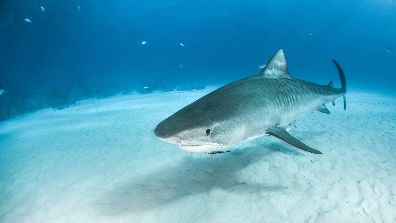 baby tiger sharks