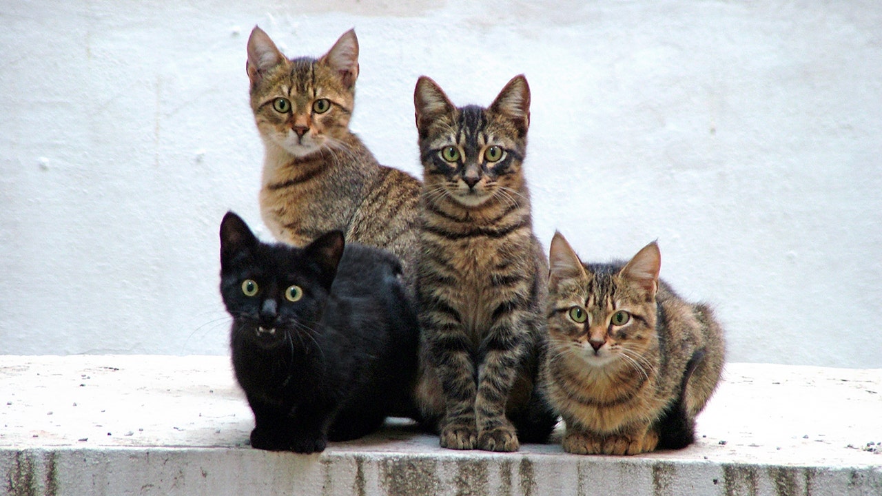 Cats classified as 'invasive alien species' by Polish scientific institute