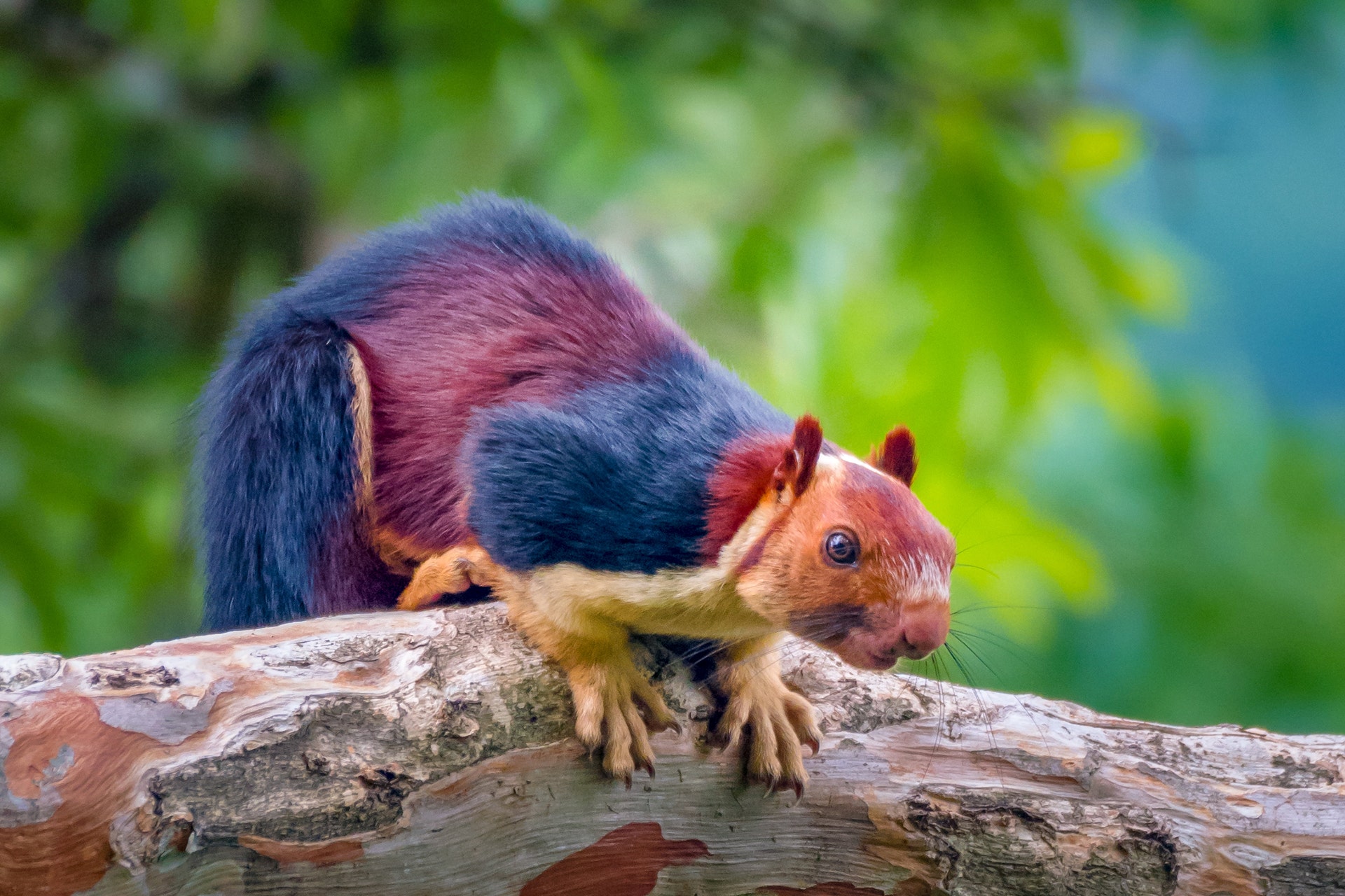 Amazing giant multicolored squirrels caught on camera,