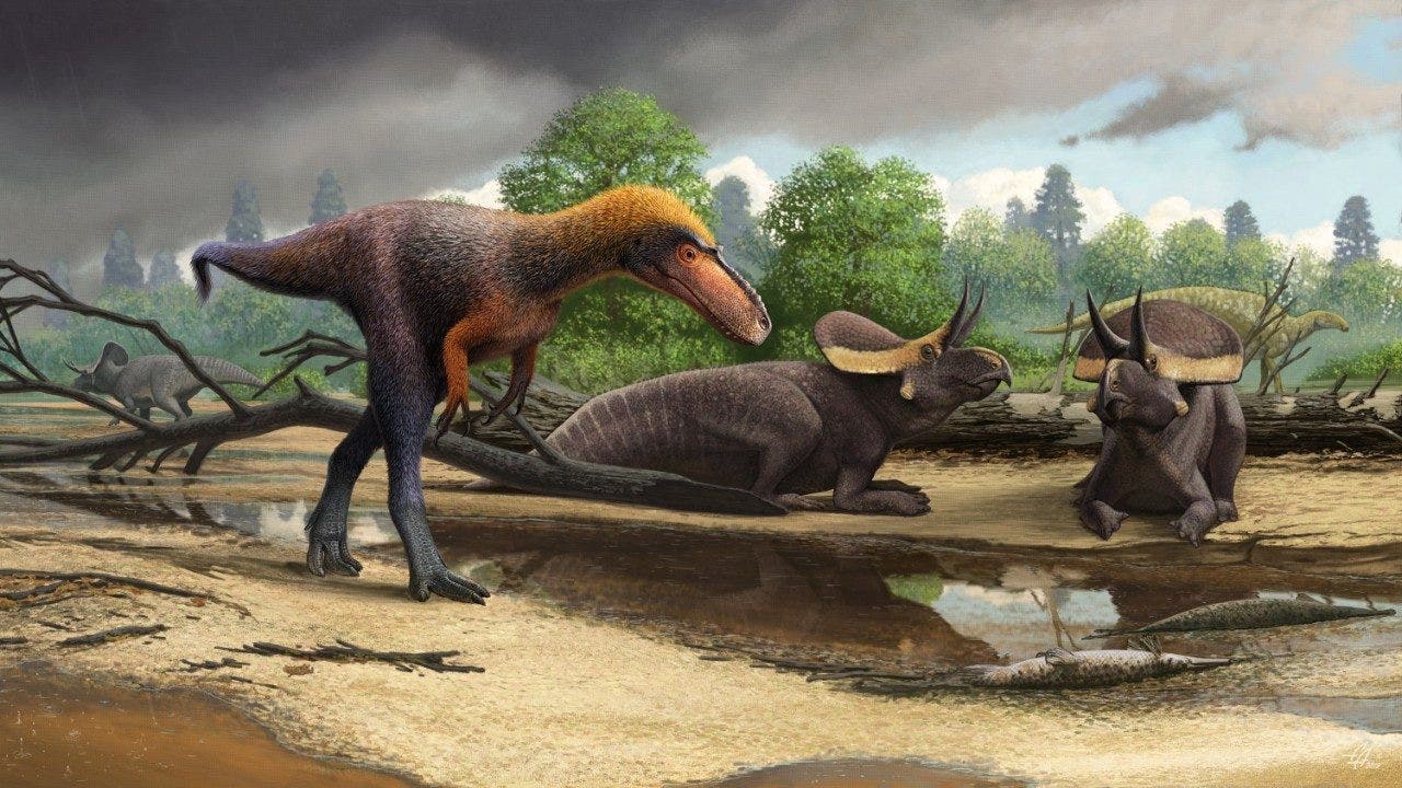 Amazing dino discovery: Fossil of tiny Tyrannosaurus rex 'relative' found - Fox News thumbnail