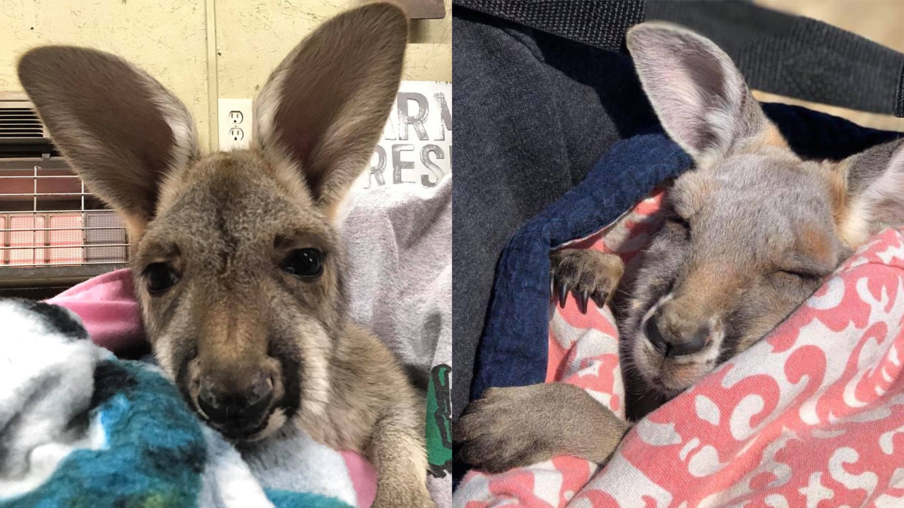 Baby kangaroo dies after escaping truck at Arkansas military base | Fox News