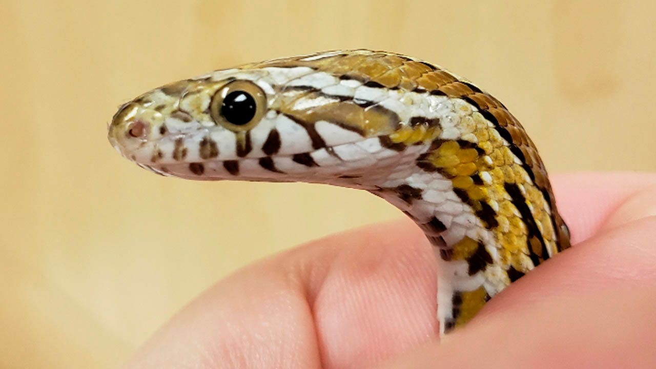 Save the Drama for your … Snake? – The most dramatic snake - Veterinary  Medicine at Illinois