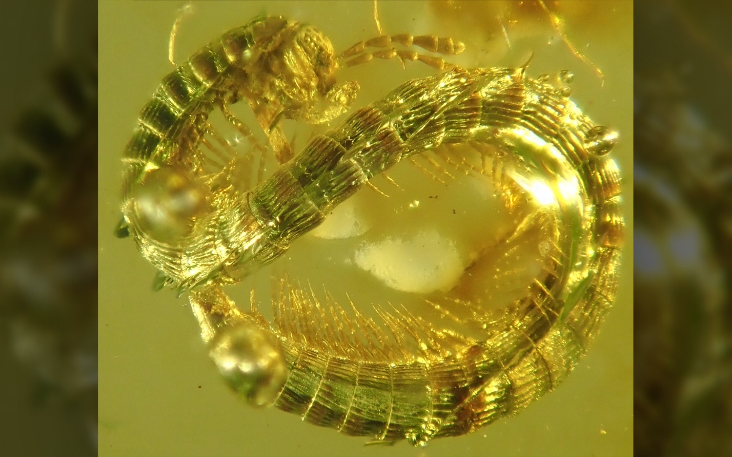 Ancient millipede walked with dinosaurs, died in a sticky trap