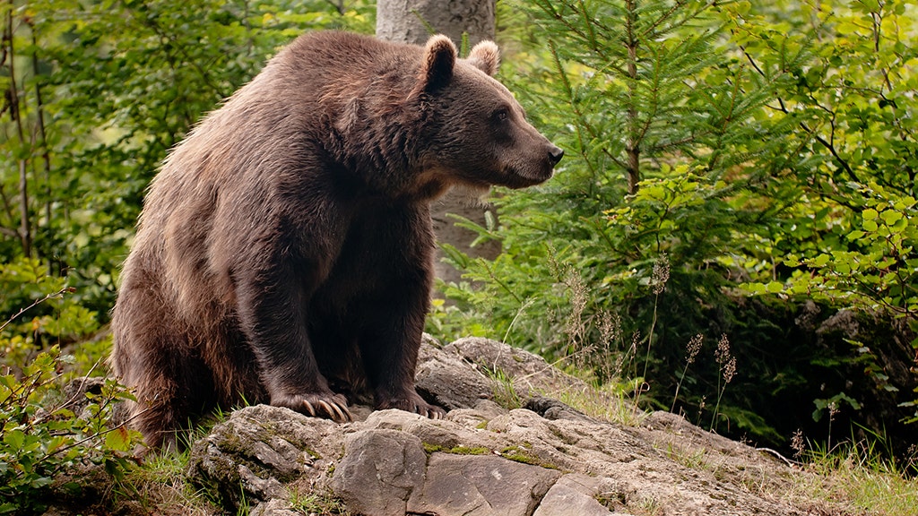 Alaskan bicyclist mauled by brown bear, fends the 500-pound animal off by kicking it