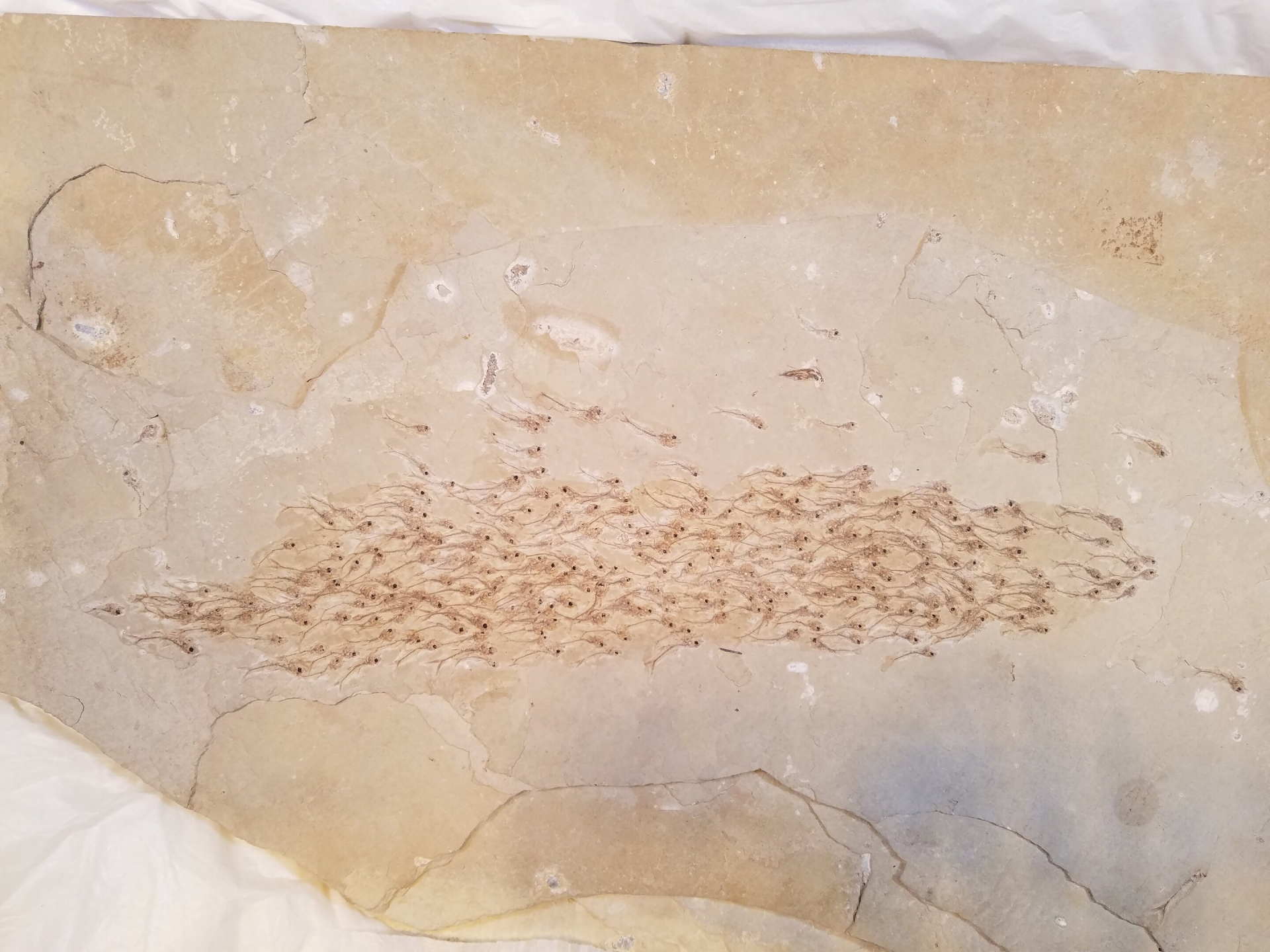 50-million-year-old fossil shows school of baby fish in their final moments