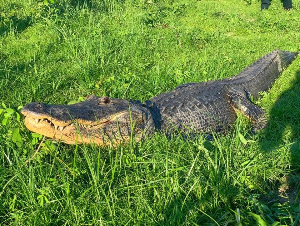 Mississippi alligator contained 6,000-year-old artifact in stomach