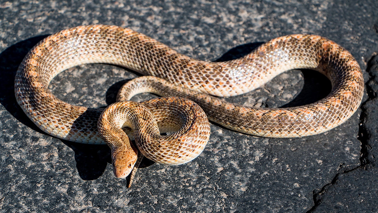 Man in New Mexico spots huge snake 'soaking in the morning sun' in
