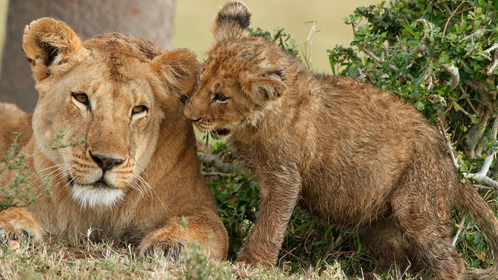 Help name the OKC Zoo lion cubs!