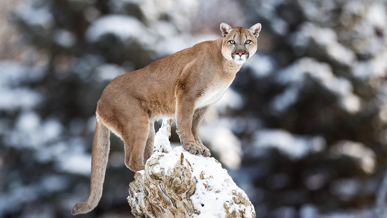 Colorado man fights mountain lion to save dog from attack