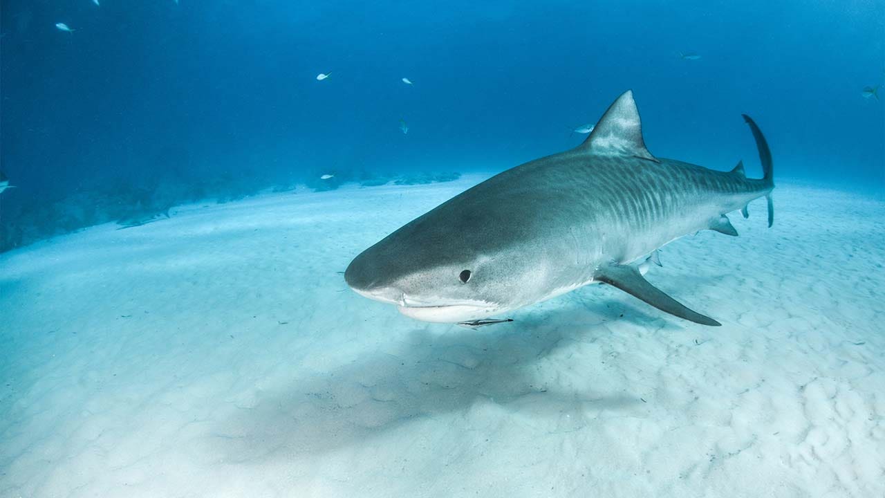Flashback Friday: The Tiger Sharks take Tallahassee