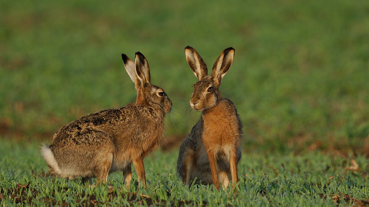 Alaska officials warn hares could spread deadly disease to people, pets - Fox News thumbnail