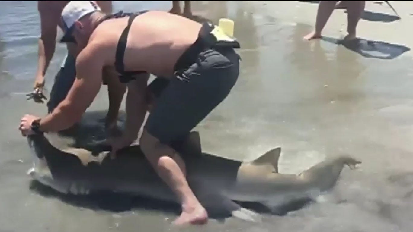 New Jersey fisherman wrangles large shark in the middle of the beach ...