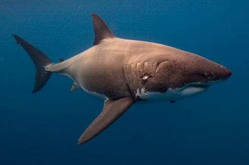 For Richmond man, great white shark is catch of a lifetime