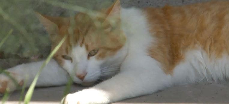 Drug cat catches cat trying to sneak into Panama prison