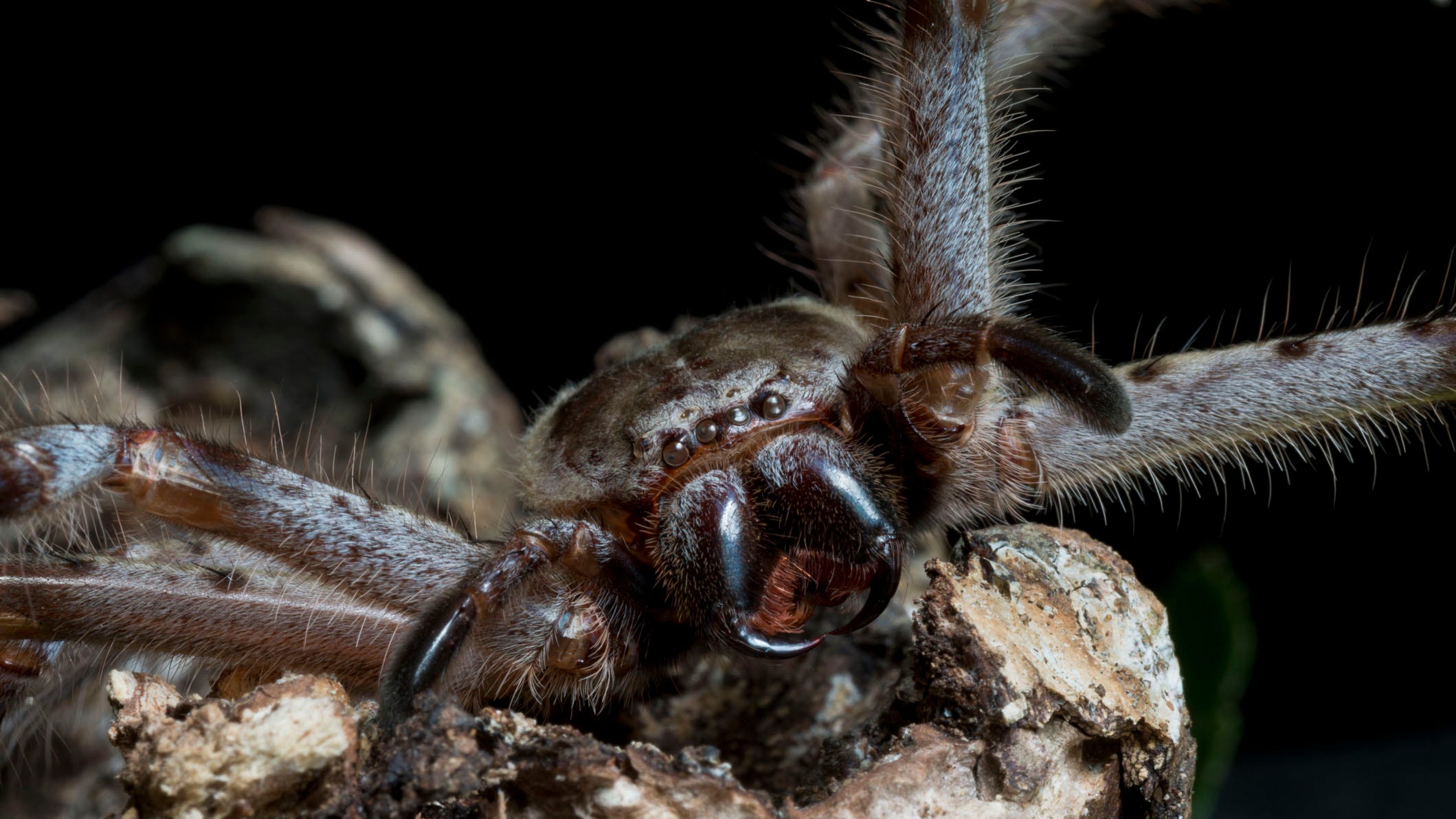 A Giant Possum-Eating Spider Exists in Australia and It's Terrifying