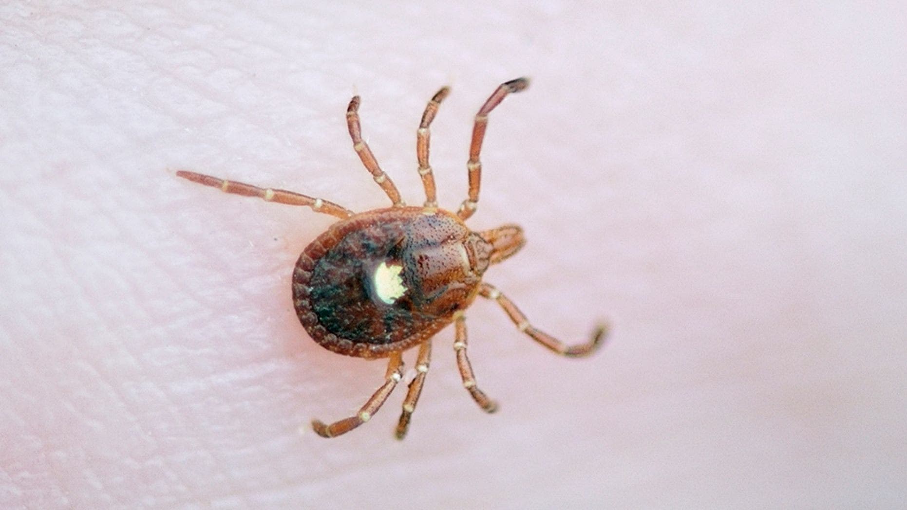 Lone Star tick, known to cause red meat allergy, found in northern Wisconsin: report - Fox News thumbnail