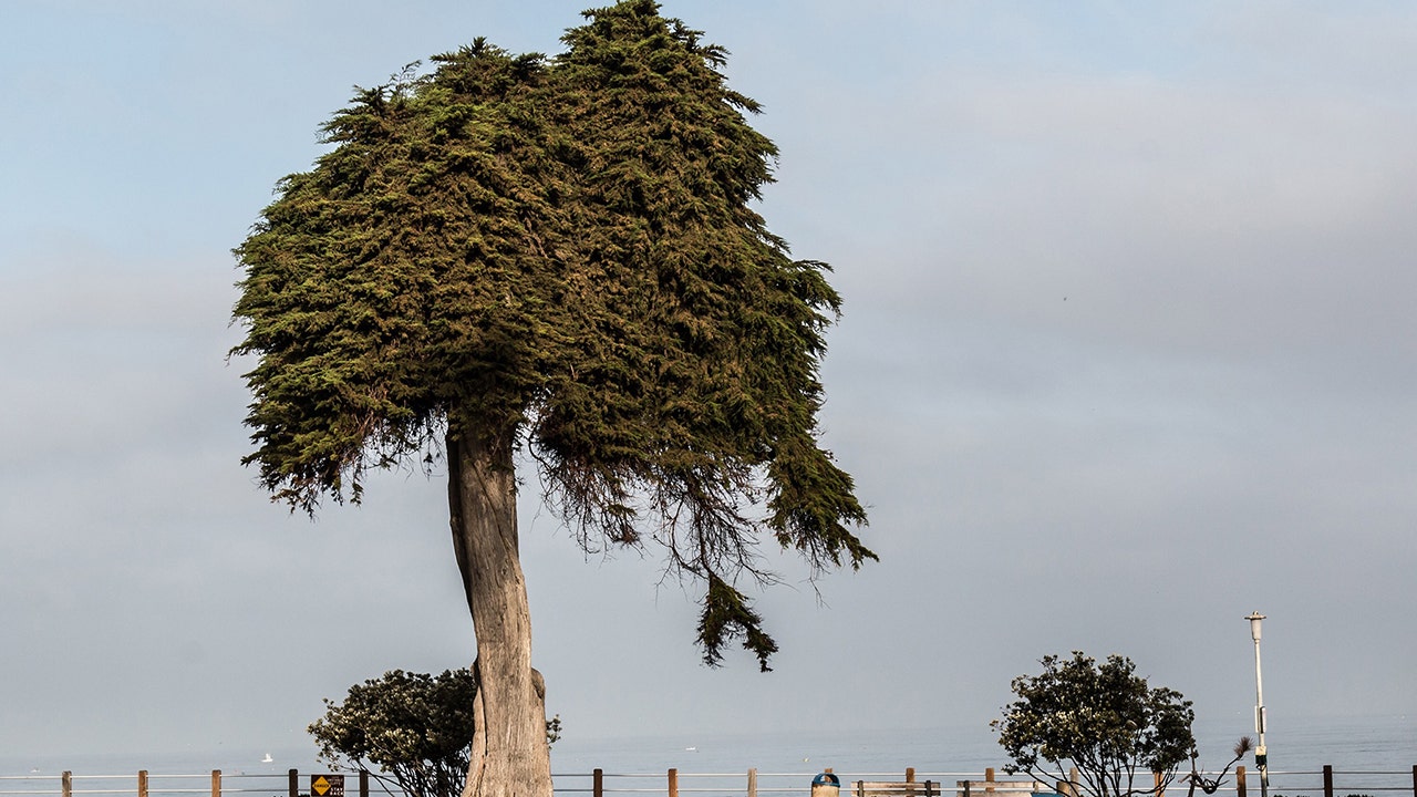 California 'Lorax' tree thought to have inspired Dr. Seuss mysteriously falls Fox News