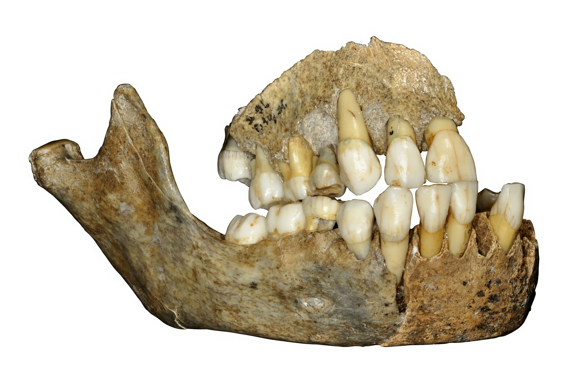 Some of oldest Neanderthal bones have been DNA tested showing more than ...