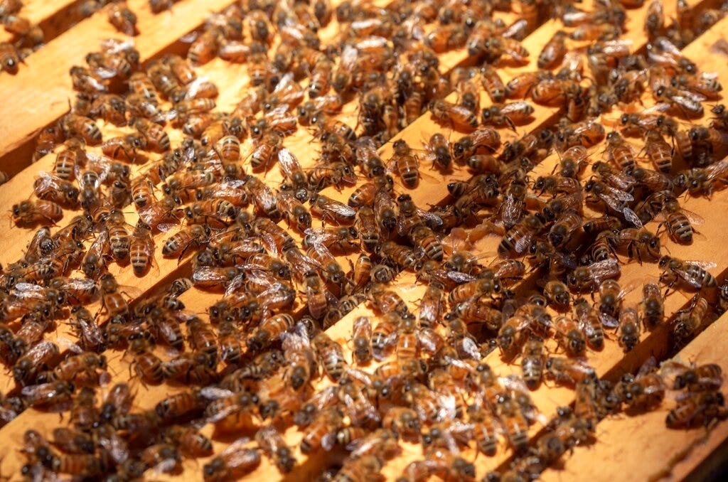 Florida beekeeper says someone may have poisoned millions of his honey bees