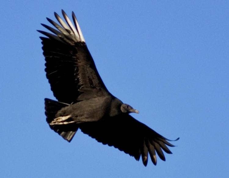 FOX NEWS: Kentucky farmers say federally protecting vultures are terrorizing livestock: report