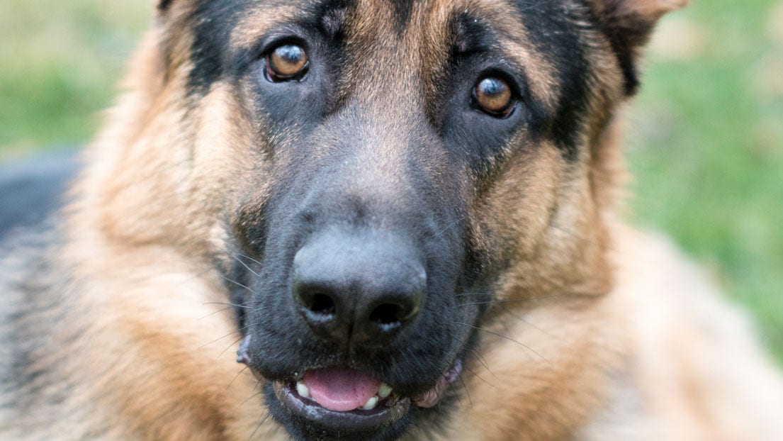 German Shepherd becomes internet star after sticking her face in ...