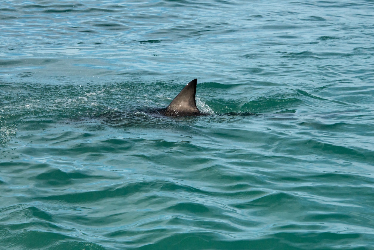 Florida shark attack turns Minnesota family’s tropical trip into a nightmare