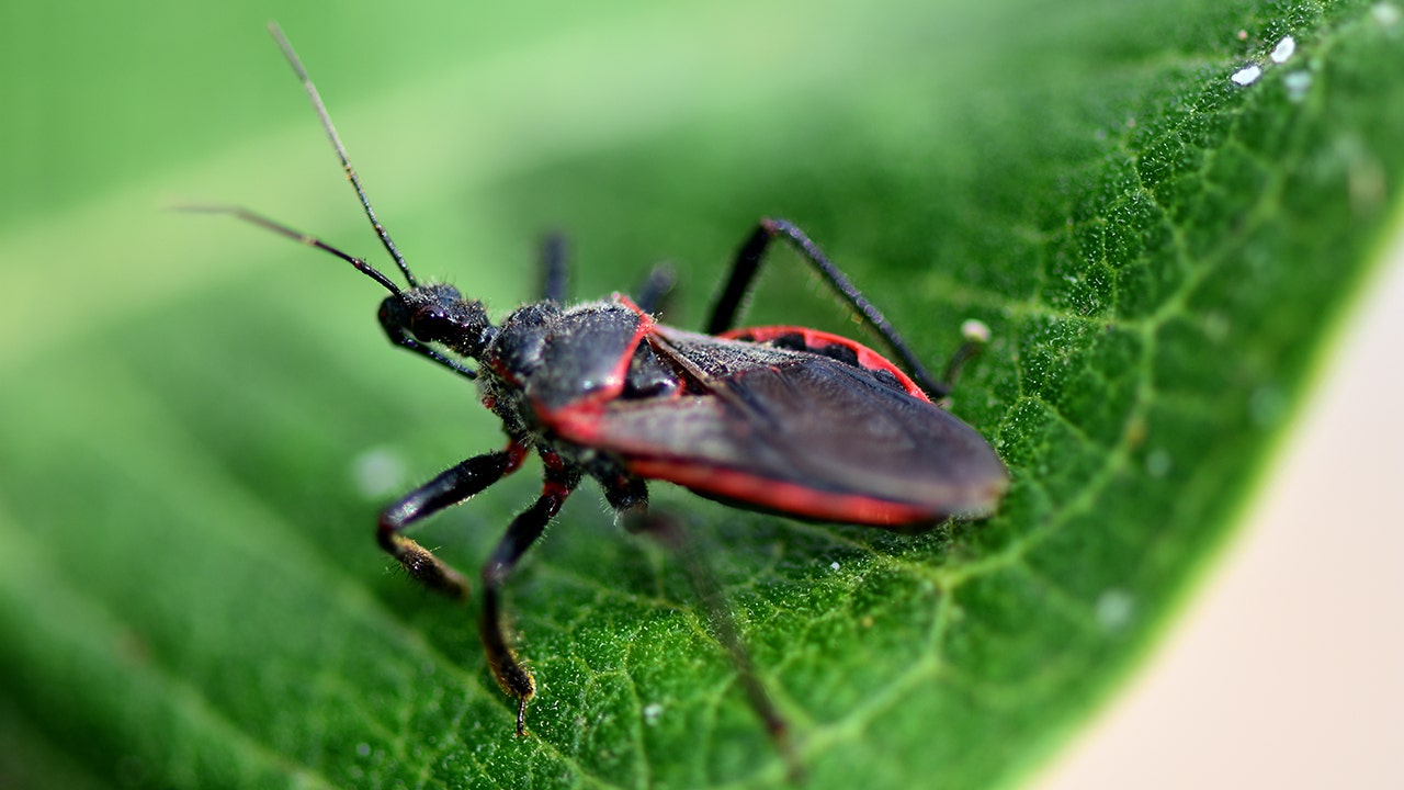 Are Kissing Bugs Dangerous Heres What To Know Fox News 