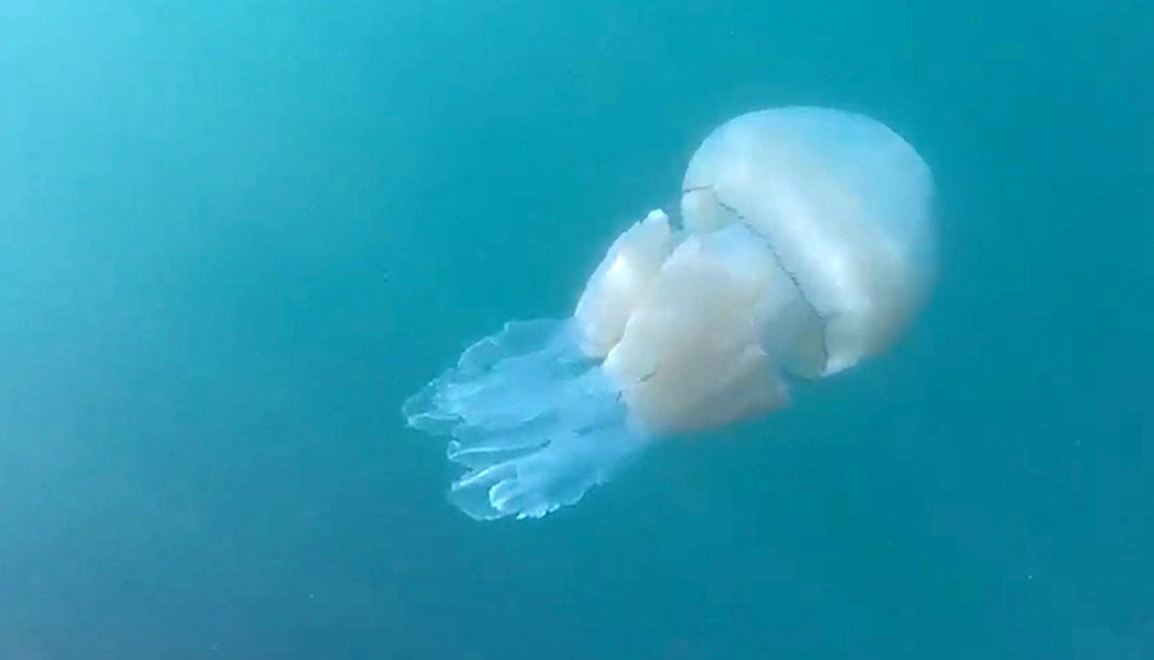 Thousands of cannonball jellyfish invade Tybee Island Fox News