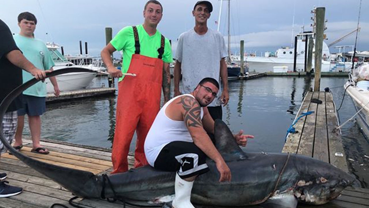 510-pound monster shark reeled in after 3-hour fight: 'Literally man versus  beast