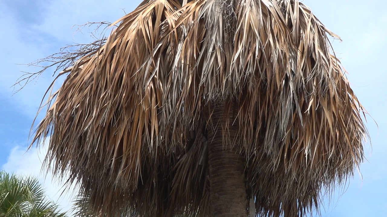 Is My Indoor Palm Tree Dead at Loren Cruz blog