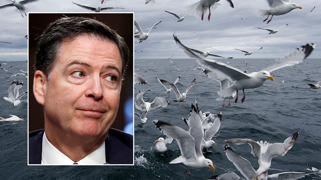 Comey says giving memo to press would have been like 'feeding seagulls at the beach'