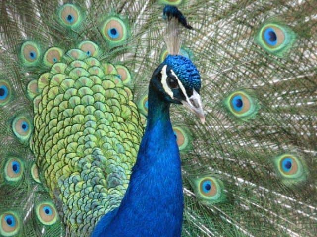 Miami to tackle its peacock problem with plans for humane removal