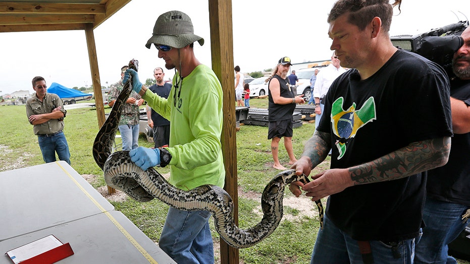 Florida doubles python hunters as over 1,000 apply for hourly wage job