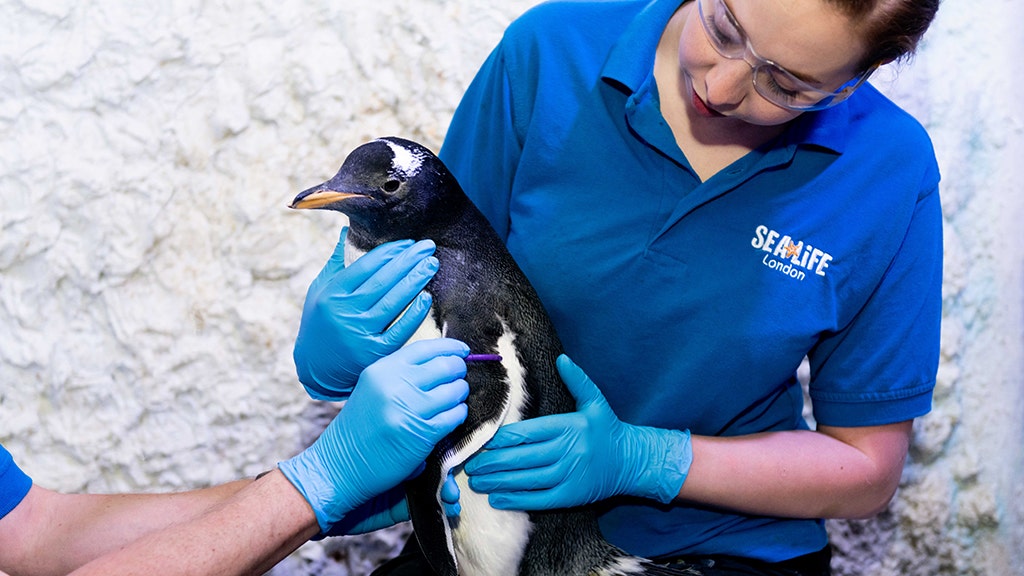 Genderless Penguin To Be Raised By Same Sex Couple At London Aquarium