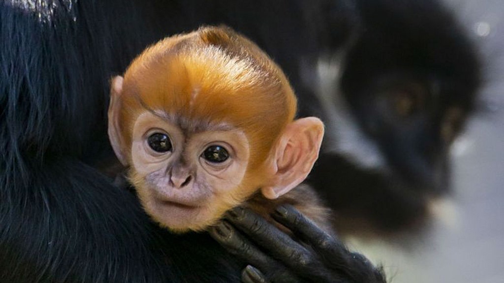 This Incredibly Rare Baby Monkey Was Just Born at an Ohio Zoo— See