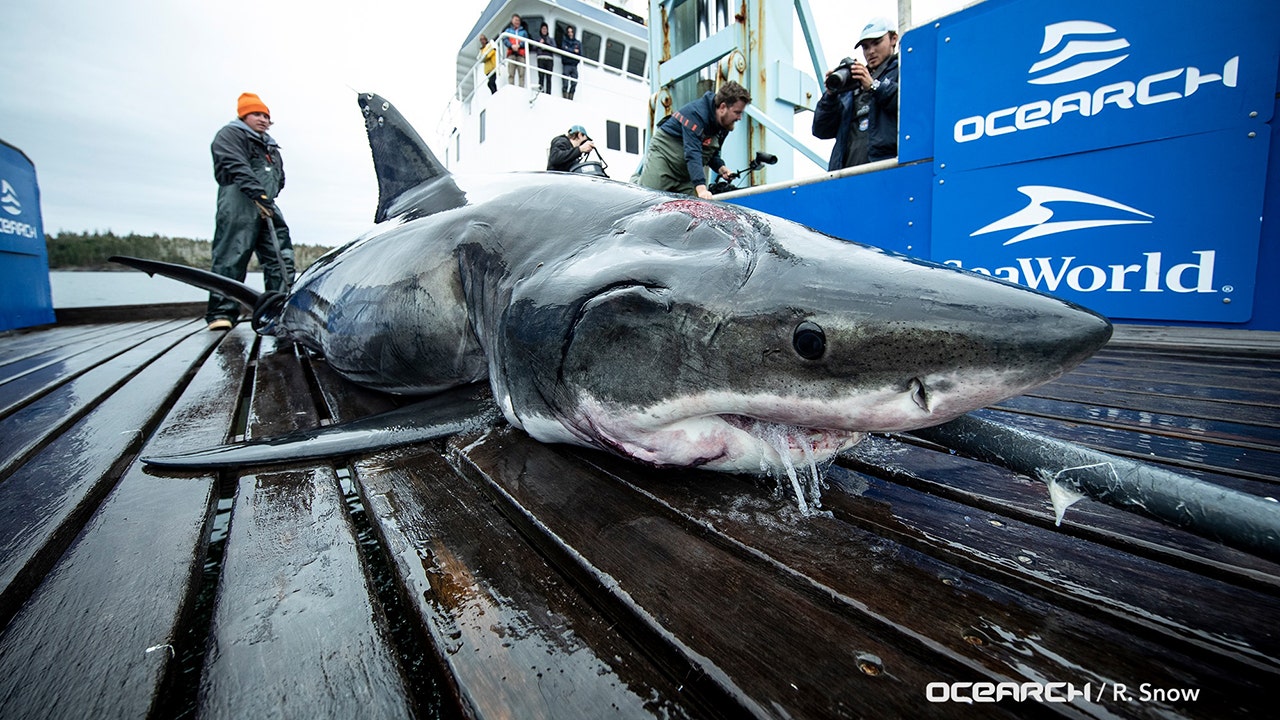 great-white-shark-captured-off-us-coast-with-gash-on-head-was-bitten-by