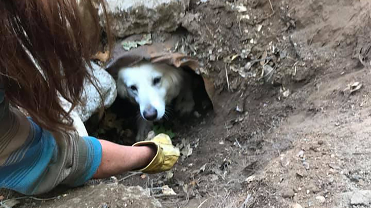 California firefighters save dog stuck in culvert pipe by using treats |  Fox News