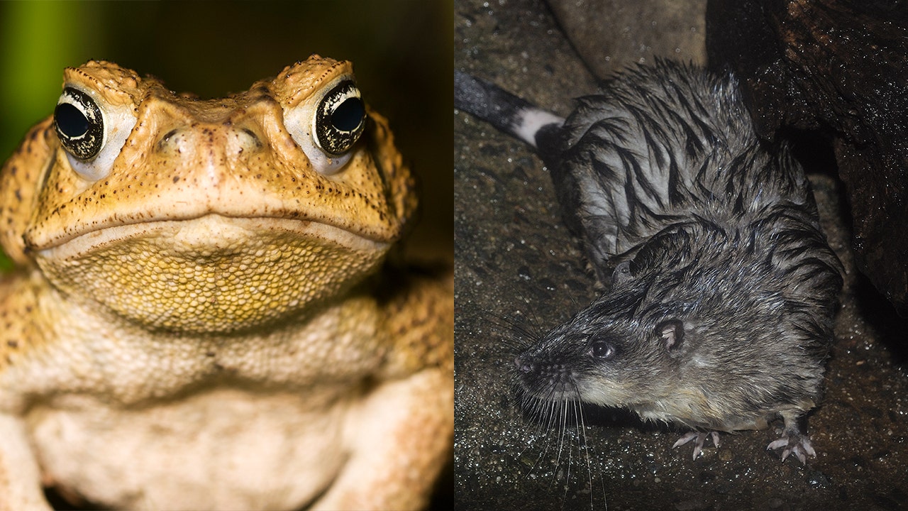 Australian water rats have learned to eat invasive poisonous toads with 'surgical precision' - Fox News