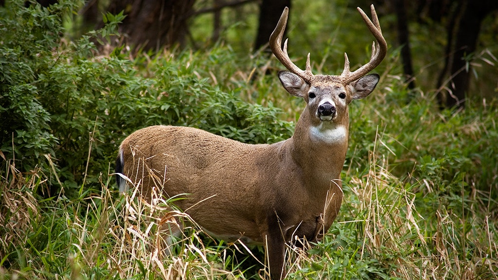 Michigan hunter mistakes brother for deer, shoots him during first days of hunting season