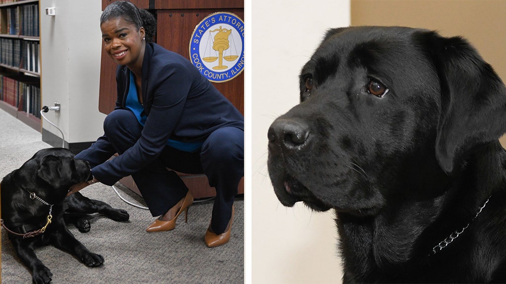 FOX NEWS: Labrador sworn in at Chicago state's attorney's office as emotional support dog