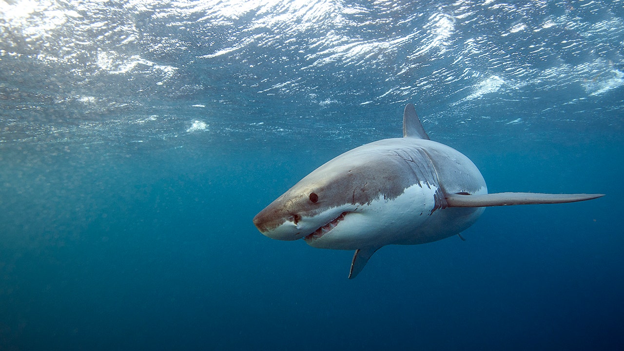 Sightings of 'juvenile' great white sharks increase off California coastline