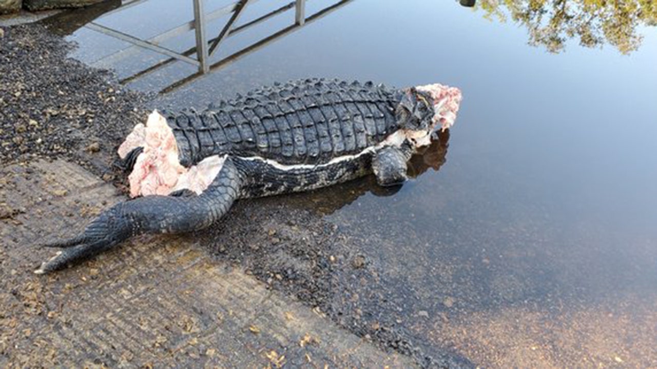 Mutilated alligator found in Florida without head or tail  Fox News