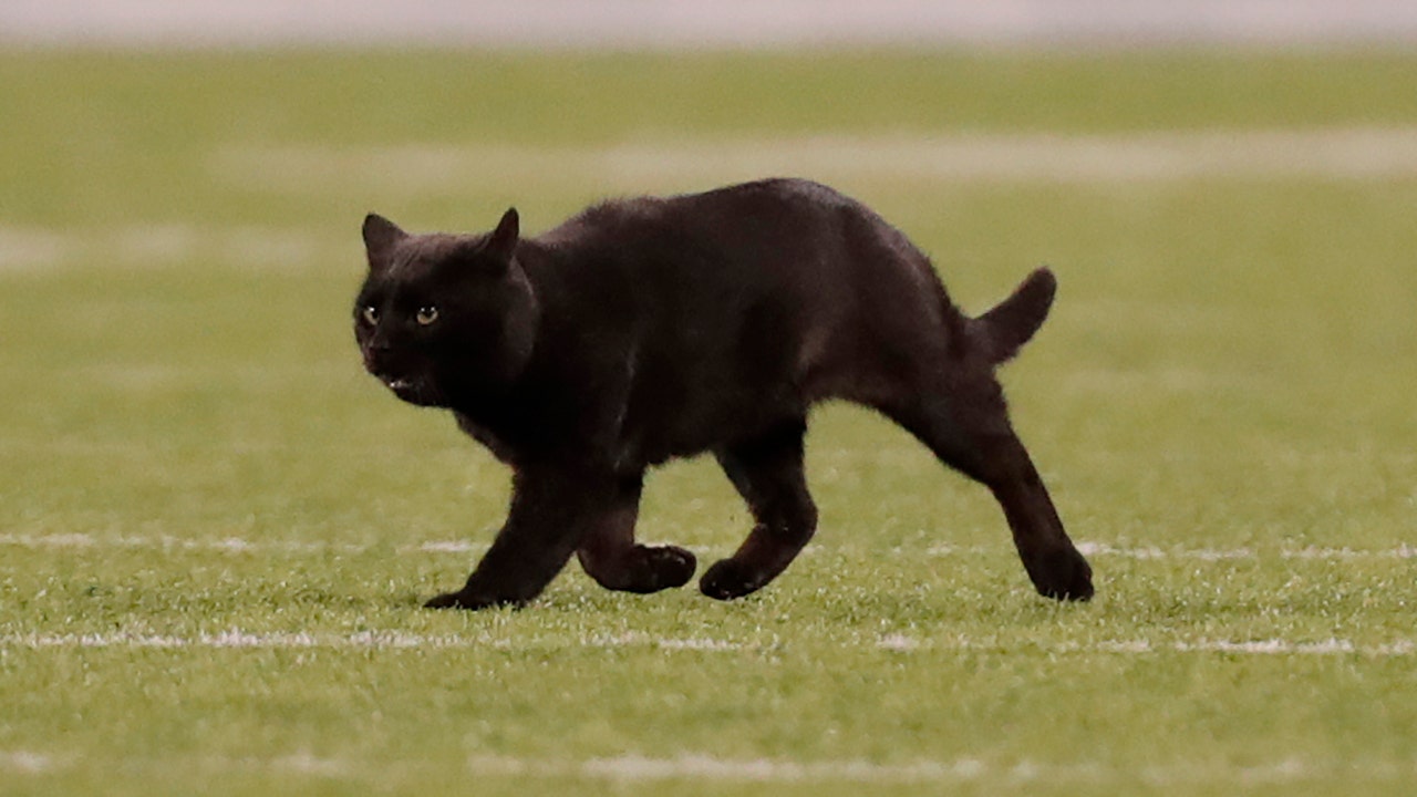 Sports broadcaster Kevin Harlan gives dramatic play-by-play of black cat's MetLife Stadium invasion