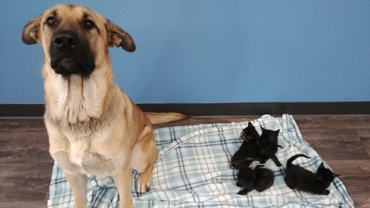 Dog found shielding kittens from cold on side of Canada road, shelter says