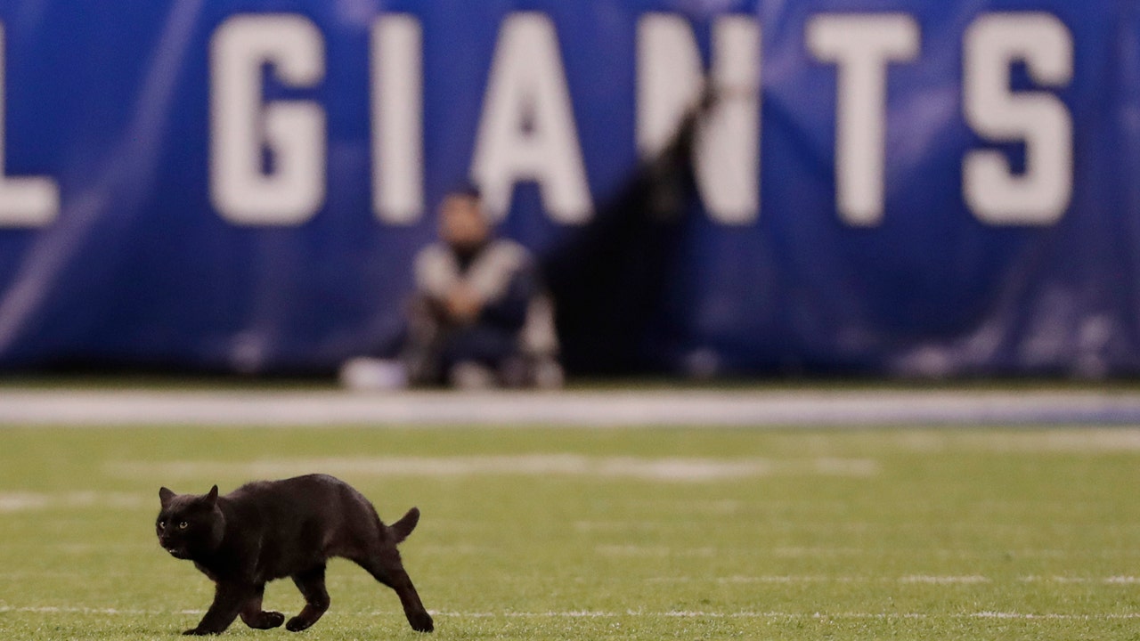 Cat at MetLife Stadium: The extremely true story - Sports Illustrated