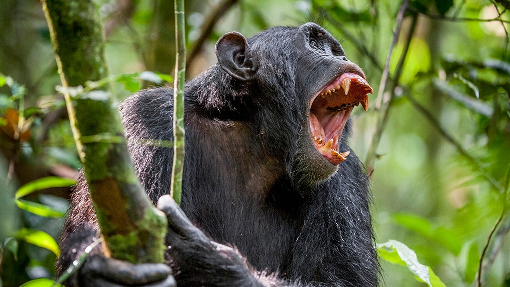 chimpanzee rips face off pictures