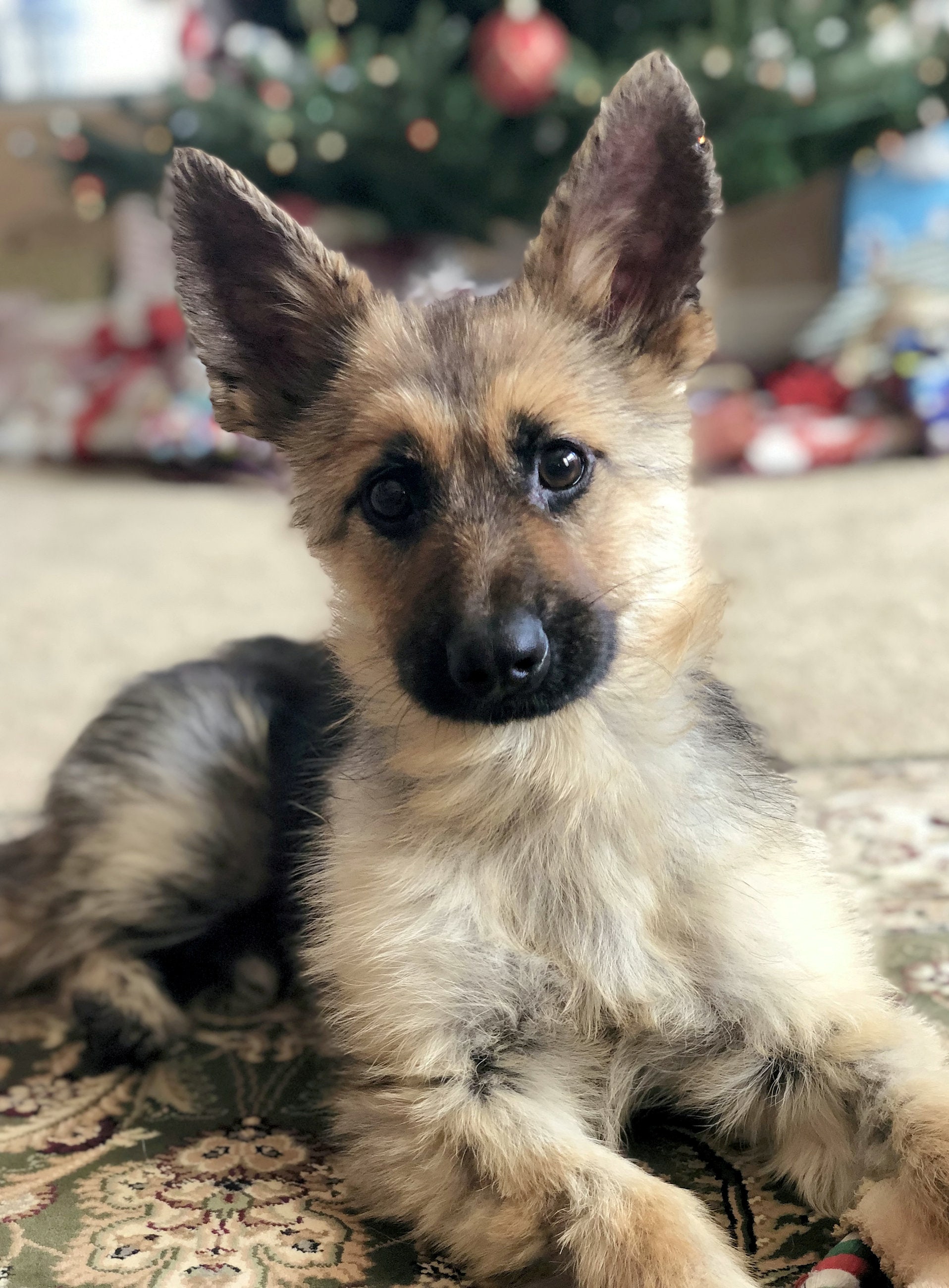 German Shepherd Stuck In perpetual Puppyhood Due To Rare Genetic 