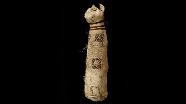 Inside Ancient Egyptian cat mummy, archaeologists find remains of 3 cats