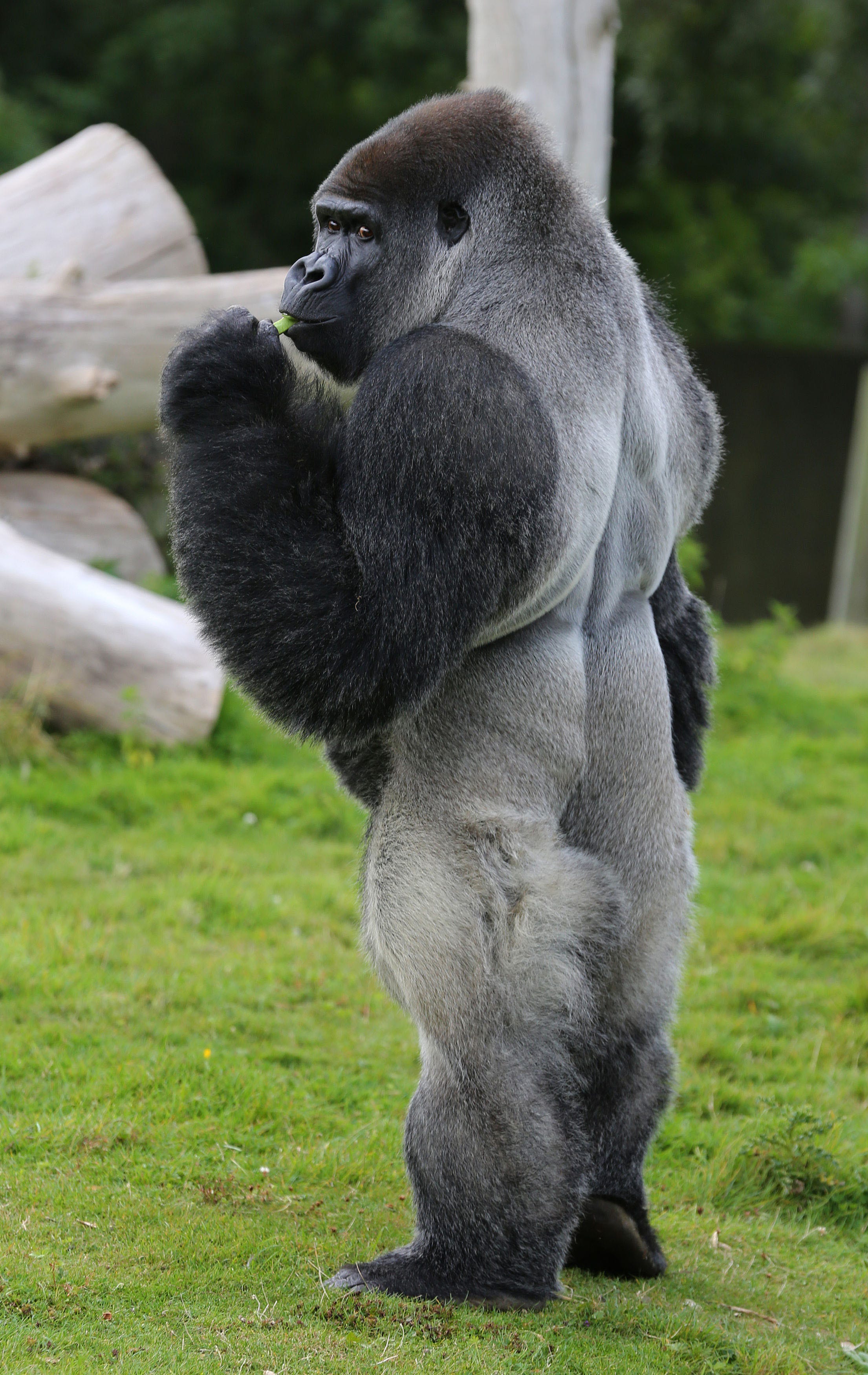 Самое сильное животное. Сильвербэк горилла. Горилла Шабани. Горилла Исабукуру. Равнинная горилла.