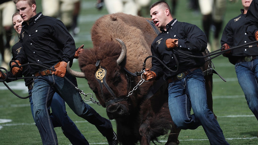 Buffalo Reimagined Alternative Fighting Mascot